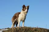 BORDER COLLIE 1049